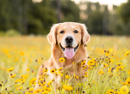 Après amélioration de l'image