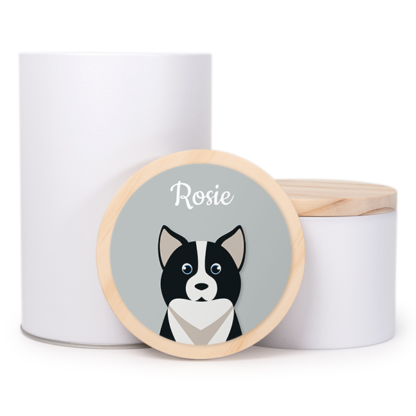 DogBreedBorderCollieFront