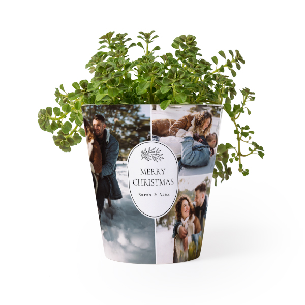 Flower Pot