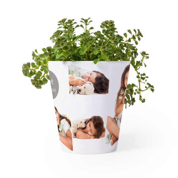 Pot de fleurs