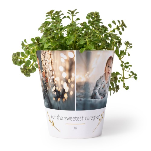 Flower Pot Flower Pot