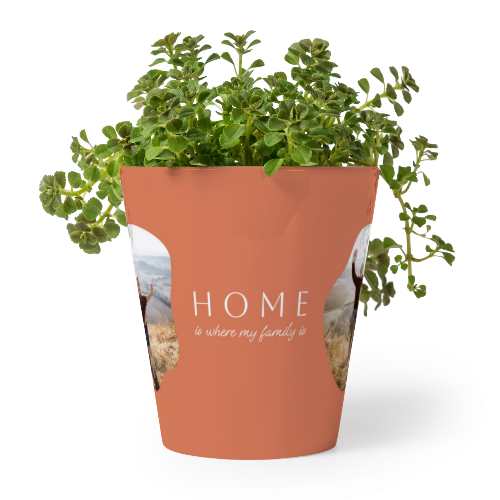 Organic Shape Warm Minimalism Organic Shape Warm Minimalism