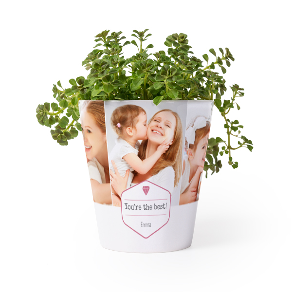 Flower Pot Flower Pot