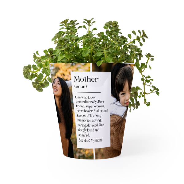 Flower Pot Flower Pot