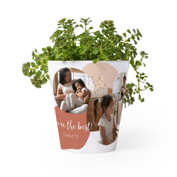 Flower Pot
