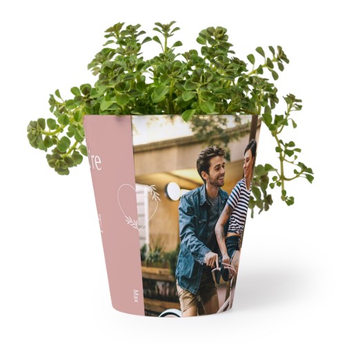 Blomkruka Blomkruka