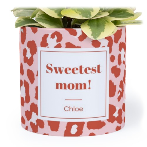 Animal Print Label - Text Only Animal Print Label - Text Only