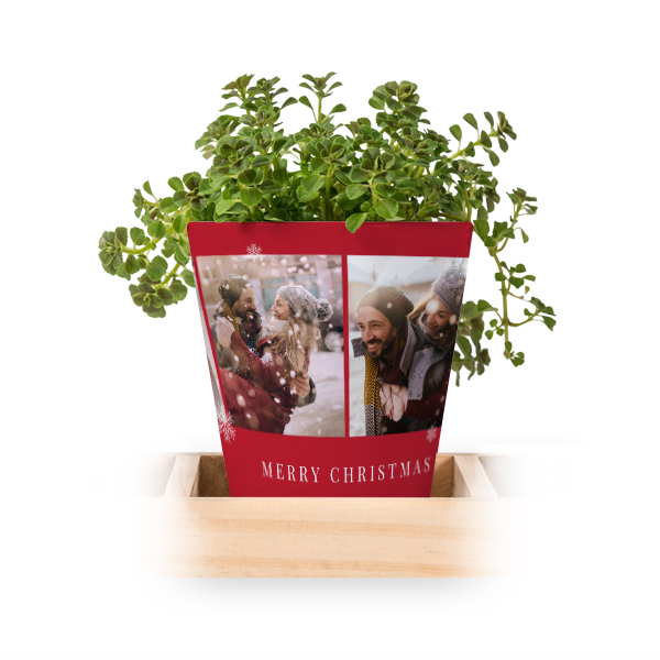 Lot de 3 pots avec plateau Lot de 3 pots avec plateau