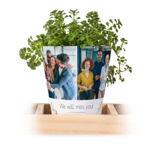 Flowerpot (Set of 3) Flowerpot (Set of 3)