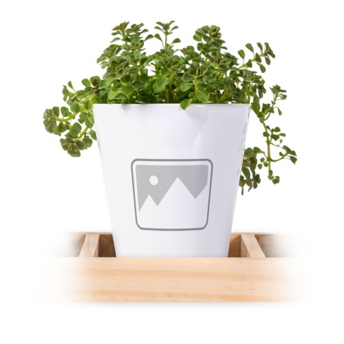 Photo Only Photo Only