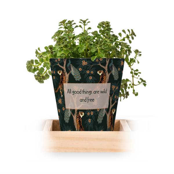 Classy Jungle Classy Jungle