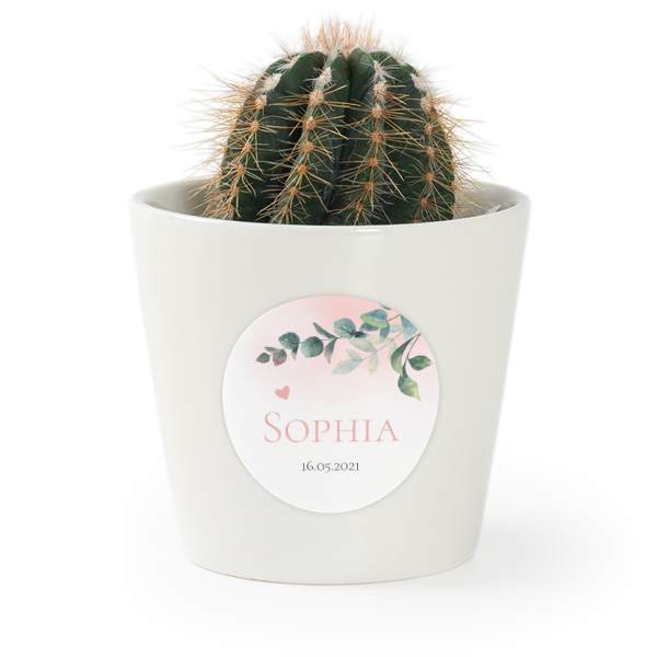 Plant Pot with Sticker - Set of 12 Plant Pot with Sticker - Set of 12