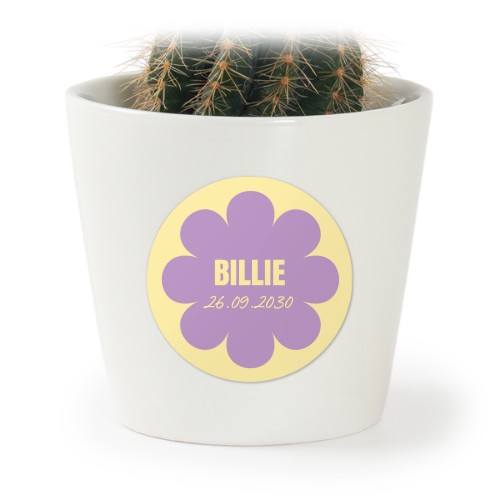 Daisy Shape Daisy Shape