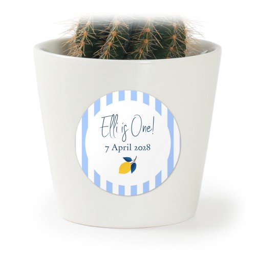 Plant Pot with Sticker - Set of 12