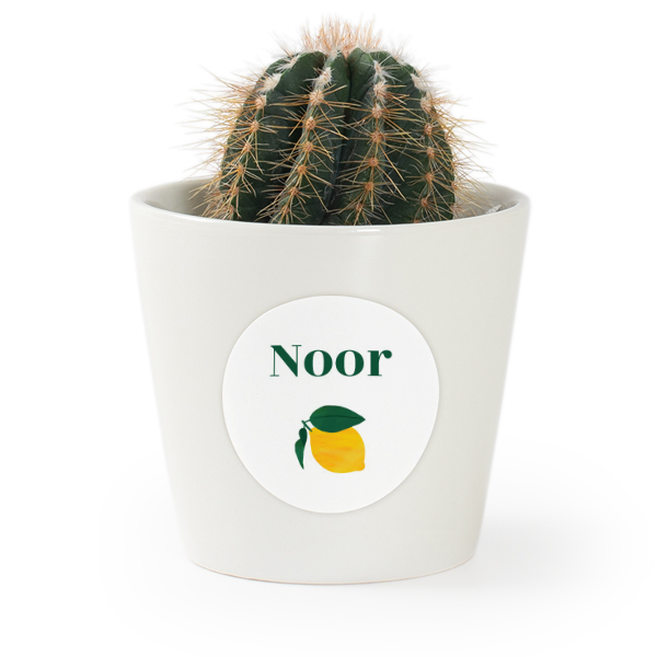 Plant Pot with Sticker - Set of 12 Plant Pot with Sticker - Set of 12