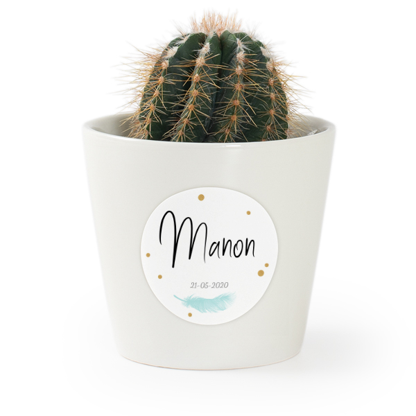 Feather Sparkles  - Text Only