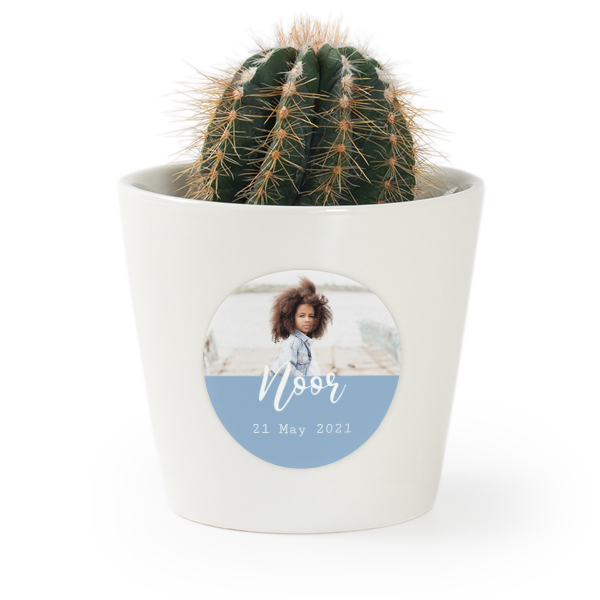 Plant Pot with Sticker - Set of 12 Plant Pot with Sticker - Set of 12
