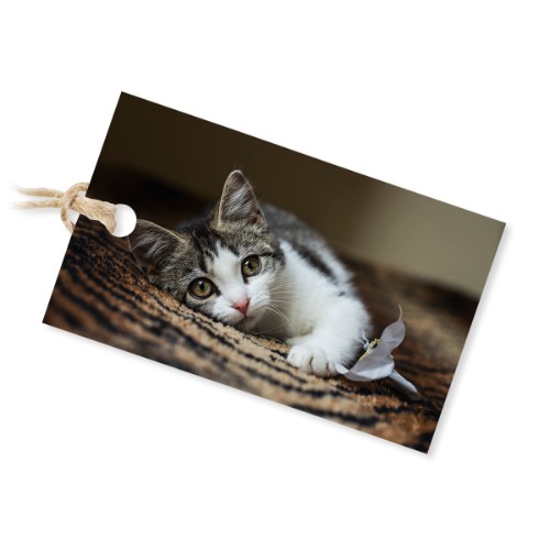 Photo Only Photo Only