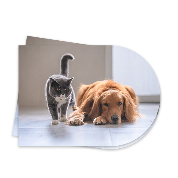 Photo Only Photo Only