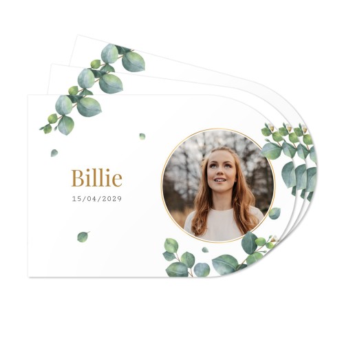 Eucalyptus Leaves Eucalyptus Leaves