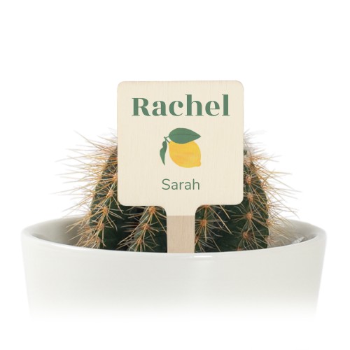 Zesty Lemon Pattern Zesty Lemon Pattern