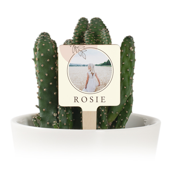 Bloempot met full color print houten plantenlabel (set van 12) Bloempot met full color print houten plantenlabel (set van 12)