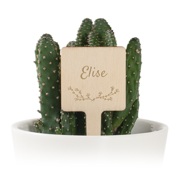 Plant Pot with Wooden Label - Set of 12 Plant Pot with Wooden Label - Set of 12
