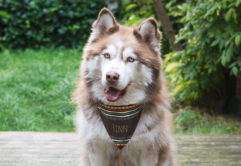 Pet Bandana