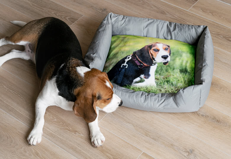 Panier pour chien & chat