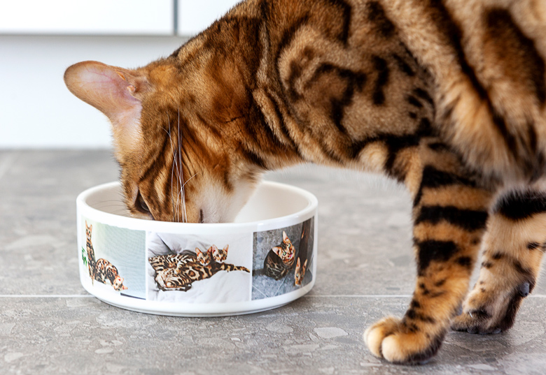 Make a Pet Bowl