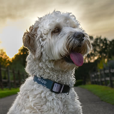 @skipp_the_goldendoodle