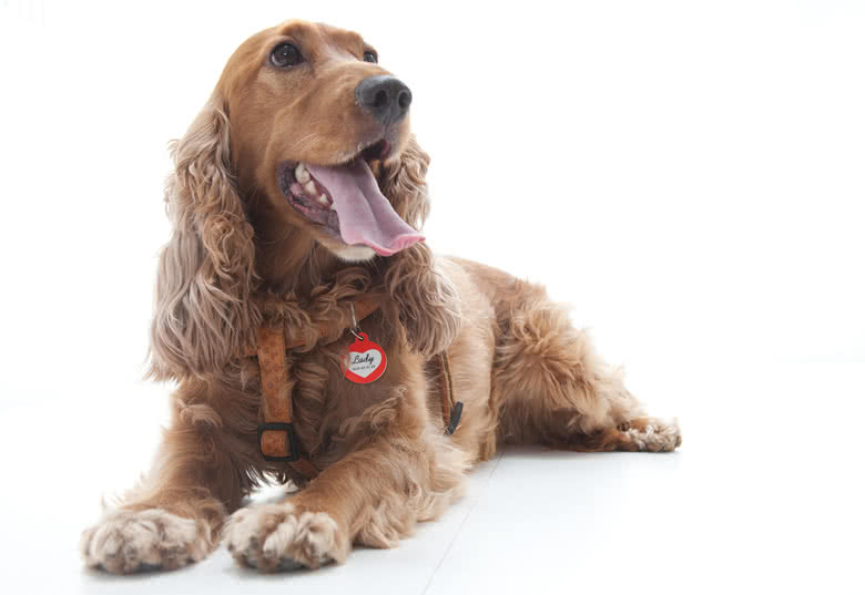 Médaille pour chien et chat personnalisée avec photo, retrou