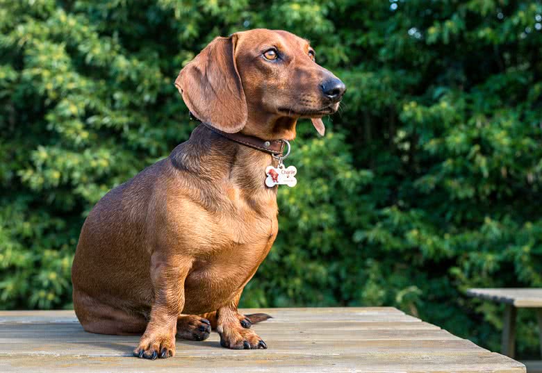 Créez une Médaille chien et chat