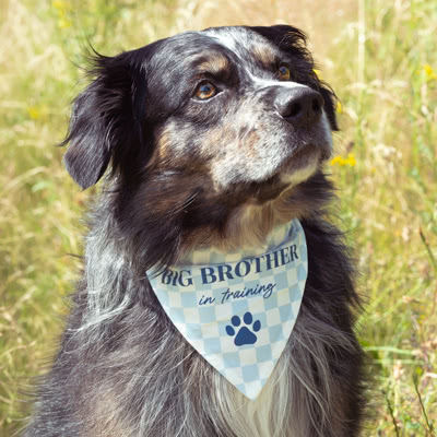 Pet bandana