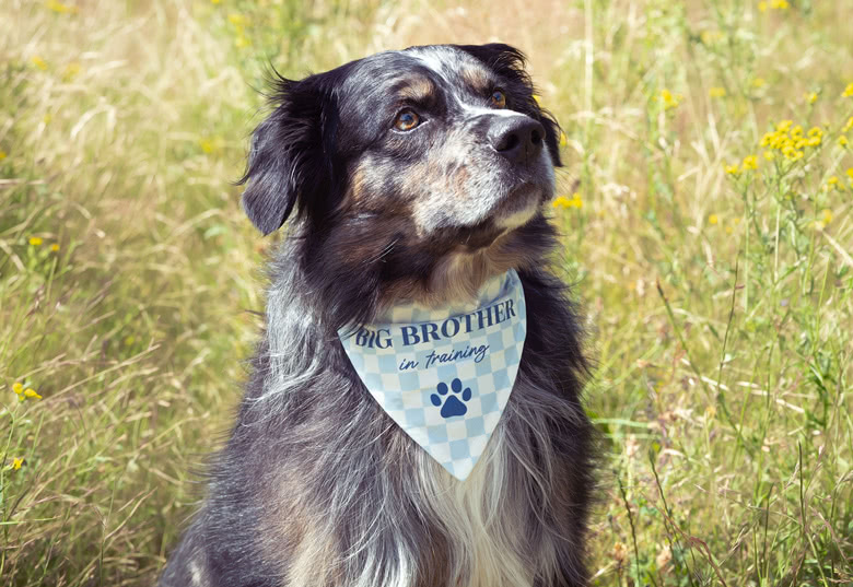 Pet bandana