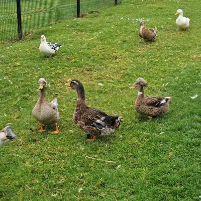 Poules et canards