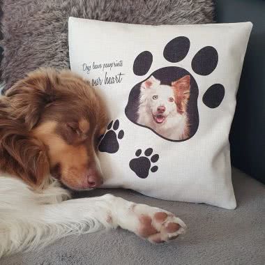 @bordercollieshadow @bordercollieshadow