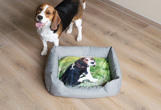 For you and your pet For you and your pet