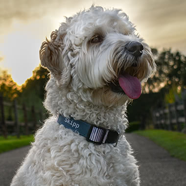 @skipp_the_goldendoodle