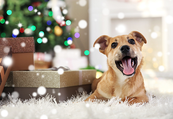 Cadeaus voor huisdieren