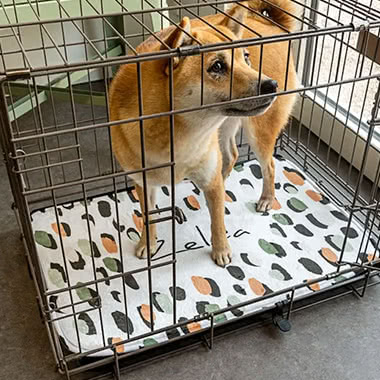 Dierenmat