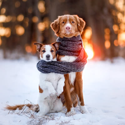 Christmas presents for pets and pet parents