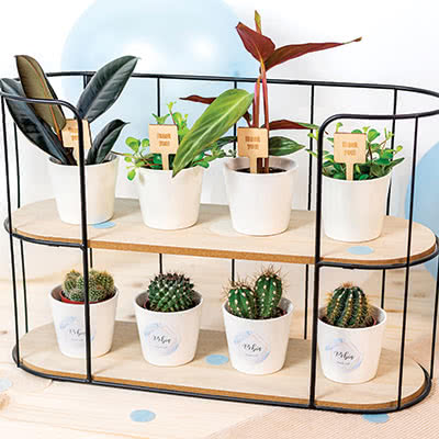 Pots de fleurs (lot de 12) Pots de fleurs (lot de 12)